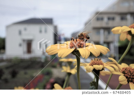 平靜的花朵(黑心)和蜜蜂 平靜的花朵(黑心)和蜜蜂 67488405