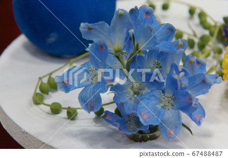 Gerbera Gerbera 67488487