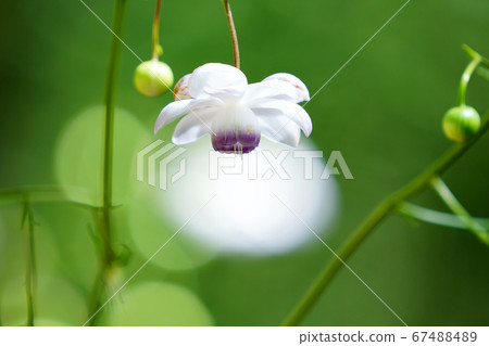 Beautiful astragalus 67488489