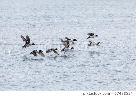 barrows goldeneye duck 67488534