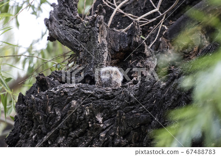 Oriental Scops Owl 67488783