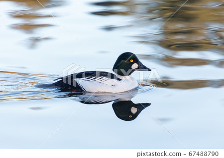 Common goldeneye duck Common goldeneye duck 67488790