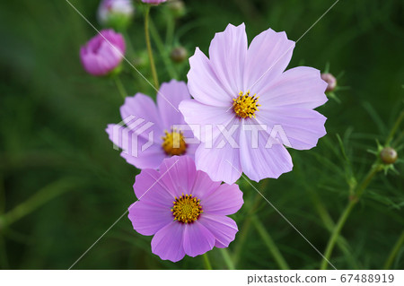 粉紅色的波斯菊花 67488919