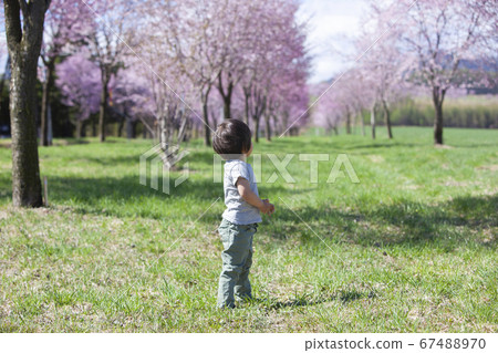 一個男孩沿著櫻桃樹散步 一個男孩沿著櫻桃樹散步 67488970