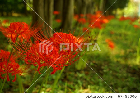 森林裡有很多Li柏 67489000