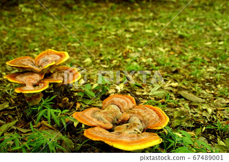 兩個靈芝蘑菇 67489001