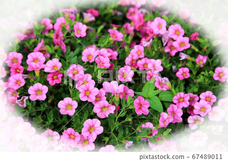 Calibrachoa Calibrachoa 67489011