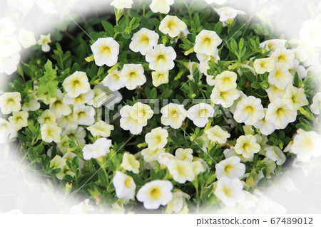 Calibrachoa 67489012