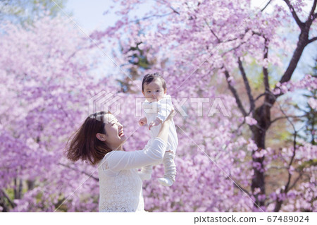 Parents playing under the cherry tree 67489024