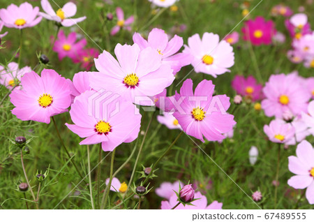  宇宙領域 67489555