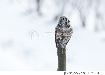 Northern Hawk owl 67489813
