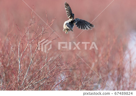 Northern Hawk owl 67489824