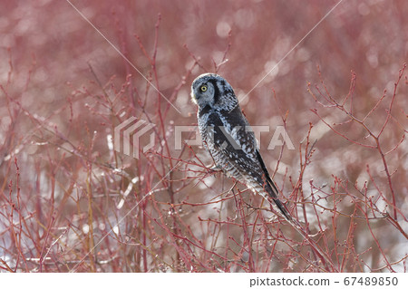Northern Hawk owl 67489850
