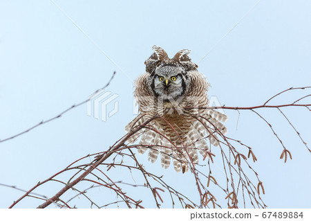 Northern Hawk owl 67489884