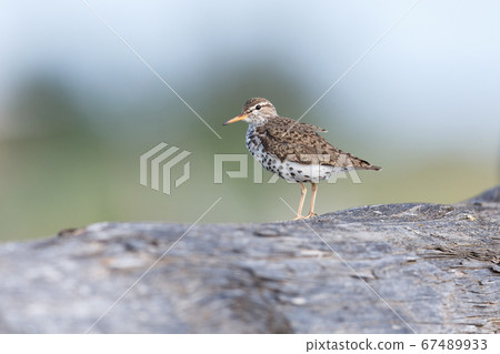 spotted sandpiper bird spotted sandpiper bird 67489933