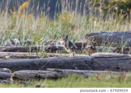 coyote prairie wolf 67489934