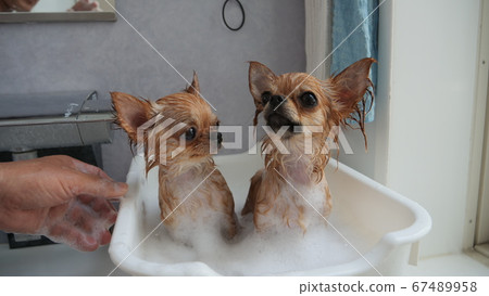Bathing scene of close sister Chihuahua 67489958