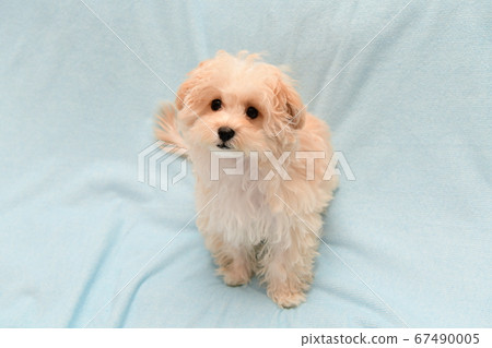 Marupu Marupu 67490005