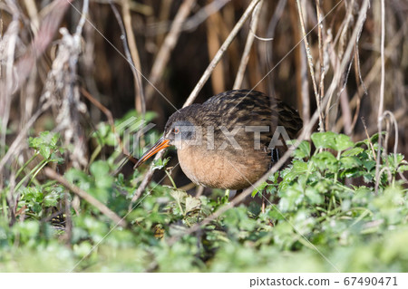 The Virginia Rail The Virginia Rail 67490471