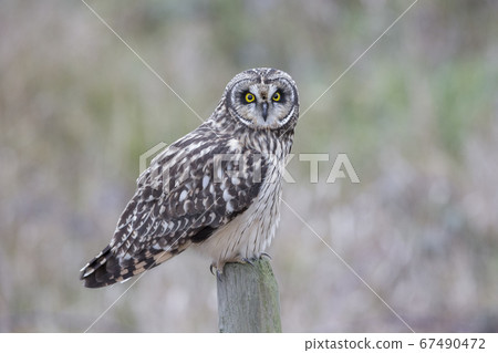 Short eared owl Short eared owl 67490472