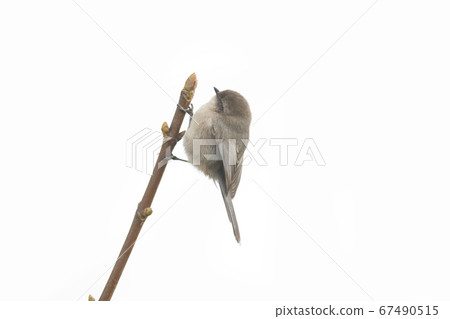 American bushtit bird American bushtit bird 67490515