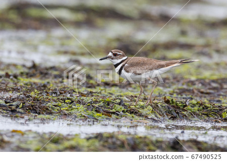 Killdeer plover bird 67490525
