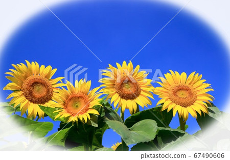 sunflower sunflower 67490606