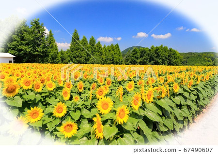 sunflower sunflower 67490607
