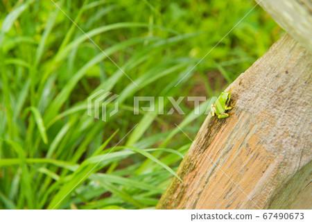 小樹蛙和草堅持一棵樹 小樹蛙和草堅持一棵樹 67490673