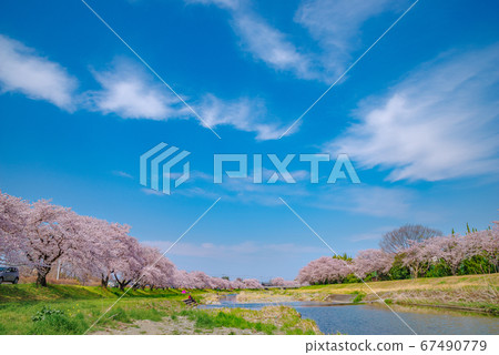Kodama Senbonzakura in full bloom [Kodama Town, Honjo City, Saitama Prefecture] 67490779