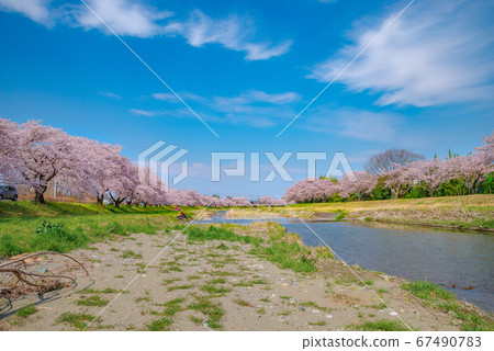 Kodama Senbonzakura in full bloom [Kodama Town, Honjo City, Saitama Prefecture] 67490783