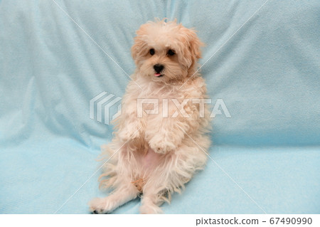 Marupu Marupu 67490990