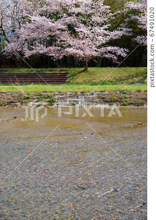 Kodama Senbonzakura in full bloom [Kodama Town, Honjo City, Saitama Prefecture] 67491020