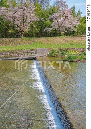 Kodama Senbonzakura in full bloom [Kodama Town, Honjo City, Saitama Prefecture] 67491026