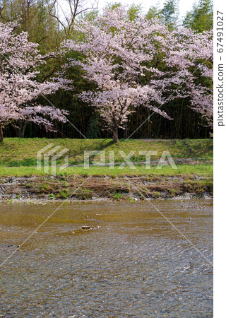 Kodama Senbonzakura in full bloom [Kodama Town, Honjo City, Saitama Prefecture] 67491027