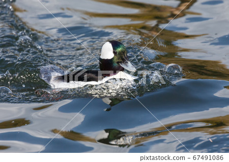Male Bufflehead duck 67491086