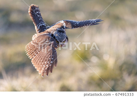 Northern Hawk owl 67491333