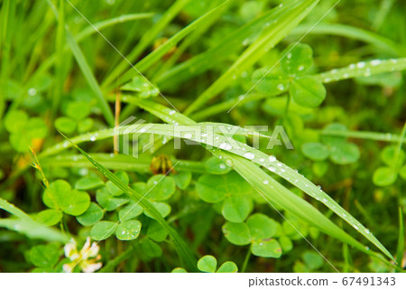 Up of leaves after rain with water drops 67491343