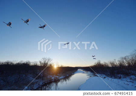 Roosting cranes (Hokkaido) 67491415