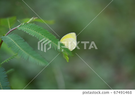 Black-necked butterfly that spawns on a porcupine Black-necked butterfly that spawns on a porcupine 67491468