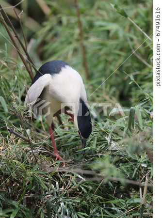 Night heron scratching his head Night heron scratching his head 67491616