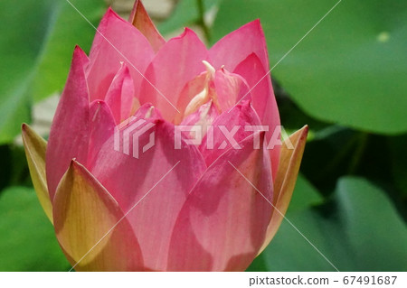 蓮花芽,粉紅色04 蓮花芽,粉紅色04 67491687