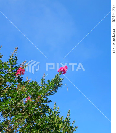 南九州!在雨季,鮮花在藍天中閃耀! 南九州!在雨季,鮮花在藍天中閃耀! 67491752