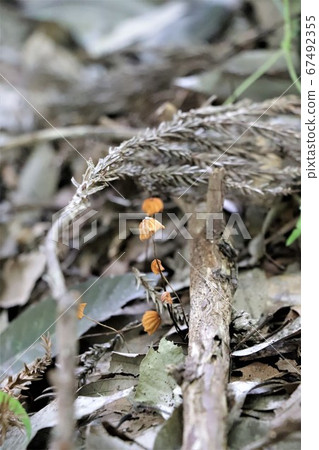 Fairy-like mushrooms 67492355