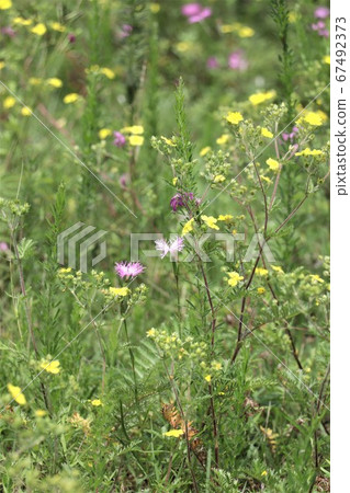 Summer feature, Kawarana Desiko and Kawarasaiko 67492373