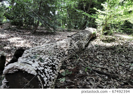 Decayed tree (covered shirahiratake) 67492394