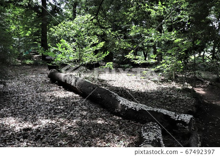 Decayed tree (covered shirahiratake) Decayed tree (covered shirahiratake) 67492397