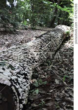 Decayed tree (covered shirahiratake) Decayed tree (covered shirahiratake) 67492398