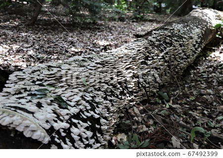 Decayed tree (covered shirahiratake) Decayed tree (covered shirahiratake) 67492399