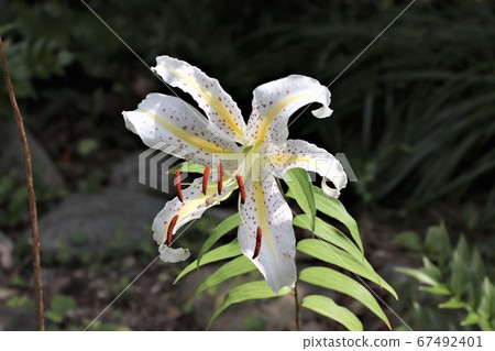 Wild lily Wild lily 67492401